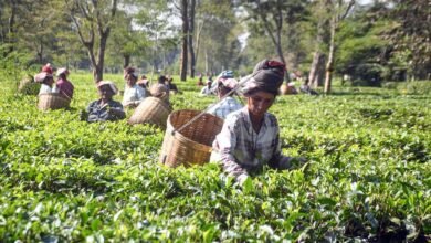 West Asia crisis hurting Indian tea exporters