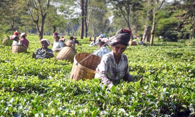 West Asia crisis hurting Indian tea exporters