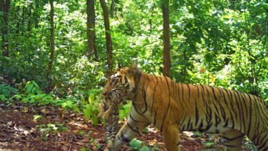 Tigress Zeenat gives birth to four cubs in Similipal